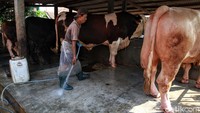 Menurut peternak, perawatan sapi jenis ini harus lembut, tidak boleh dibentak-bentak dan melakukan kekerasan fisik.
