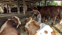 Sesekali dipijit dengan cara memukul lembut di bagian tertentu.