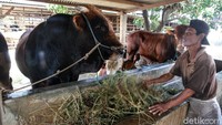Sapi yang dipesan Jokowi sudah berusia lebih dari 2 tahun. Jokowi memesan sapi kurban di tempat ini sejak 2017.