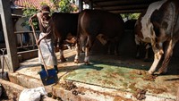 Sapi simmental atau orang sering menyebutnya dengan sapi metal adalah sapi super dalam hal pertumbuhan dan pertambahan berat badan.