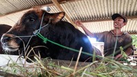 Mukhlis, peternak sapi, melakukan perawatan sapi yang sudah dibeli Presiden Joko Widodo untuk kurban Idul Adha di Ciledug, Tangerang, Banten, Selasa (28/7/2020).
