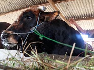 Potret Sapi Kurban Jokowi Seberat 1,1 Ton