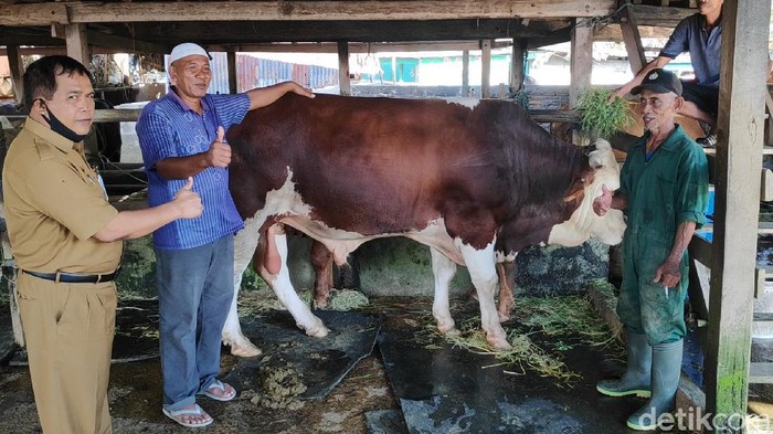 Sapi berbobot 940 kg di Maros yang dibeli Presiden Jokowi untuk Idul Adha 1441 Hijriah nanti dibandrol Rp 70 juta (M Bakrie/detikcom)