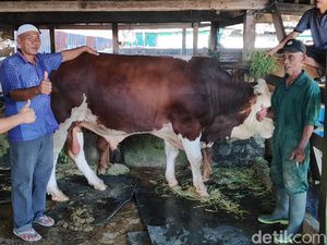 Ini Sapi Kurban 940 Kg Dibeli Jokowi di Maros, Dimandikan Sehari 3 Kali