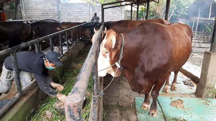 Sapi di Jambi berbobot 900 kg bernama Gambreng yang dibeli Presiden Jokowi dirawat secara spesial oleh peternaknya (Ferdi Almunanda/detikcom)