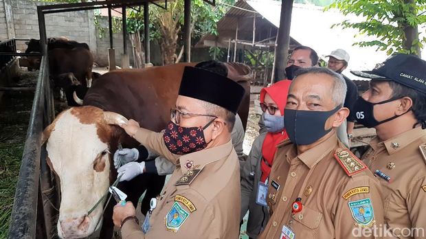 Sapi di Jambi berbobot 900 kg bernama Gambreng yang dibeli Presiden Jokowi dirawat secara spesial oleh peternaknya (Ferdi Almunanda/detikcom)