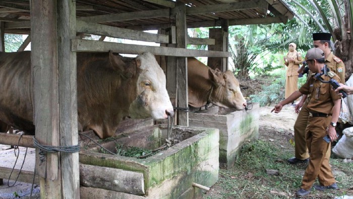 Sapi kurban Jokowi di Sultra.