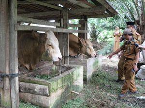 Penampakan Sapi Kurban Jokowi Berbobot 1 Ton