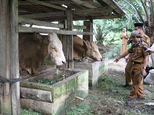 Jokowi Sumbang Sapi Kurban Seberat 1 Ton di Sulawesi Tenggara