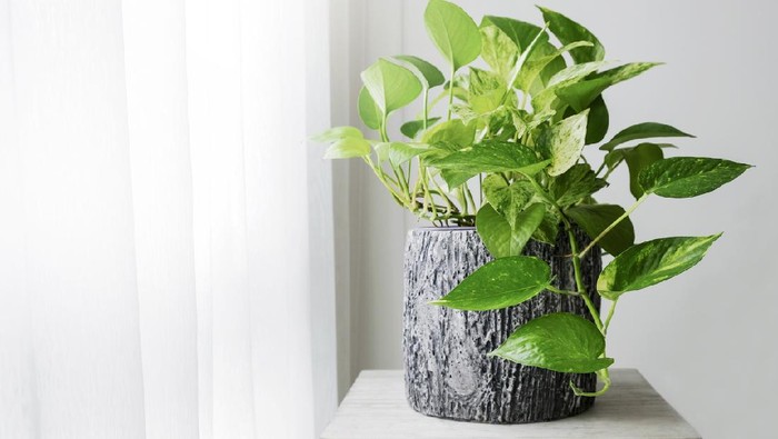 9 Tanaman Pembawa Hoki Menurut Feng Shui, Coba Cek di Sekitarmu!