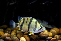 tigerfish