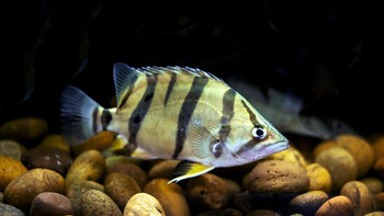 Ikan tersebut, kata Gema, belum termasuk jenis ikan langka. (Foto: iStockphoto)