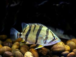 Melihat Lebih Dekat Tiger Fish yang Fenomenal