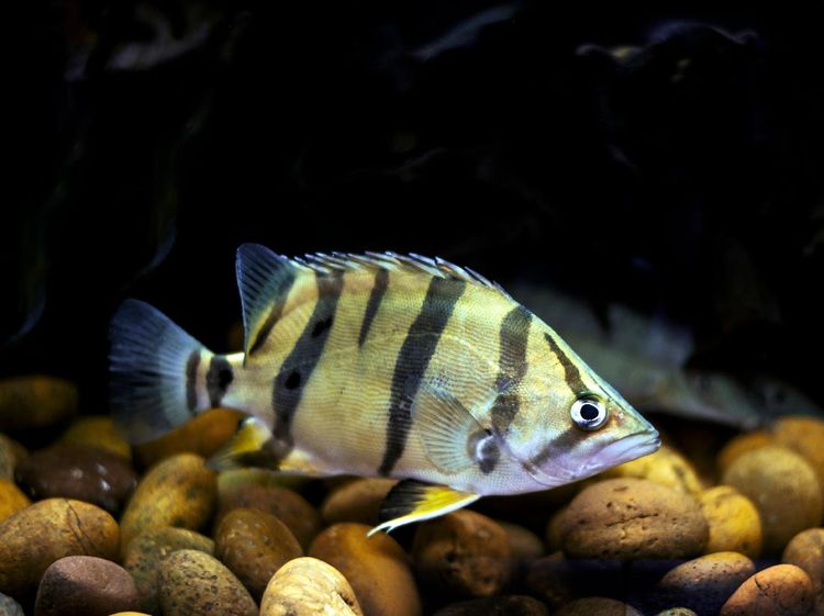 Melihat Lebih Dekat Tiger Fish yang Fenomenal