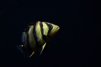 tigerfish