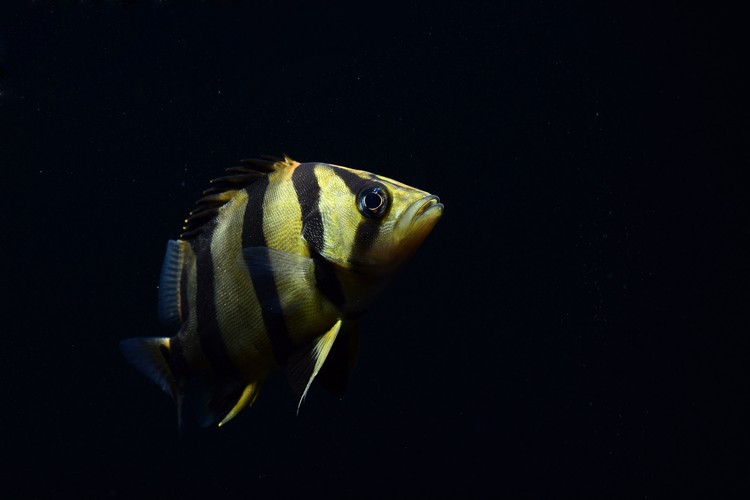 tigerfish