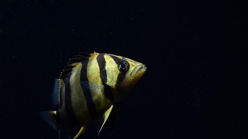 Dia menyebut ikan ini mahal karena pola dan bentuknya yang menarik. (Foto: iStockphoto)