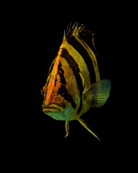 tigerfish