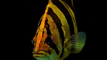 Menurut Gema, ikan ini bisa tumbuh hingga ukuran 45 cm dengan berat 10 Kg. (Foto: iStockphoto)