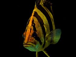 Melihat Lebih Dekat Tiger Fish yang Fenomenal
