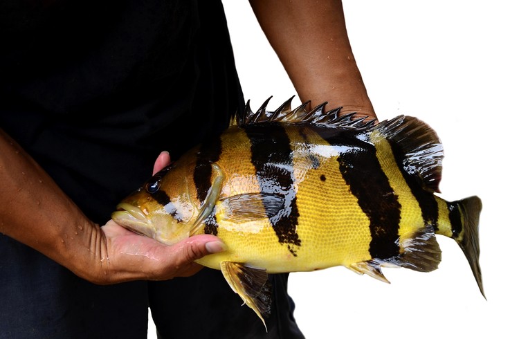 tigerfish