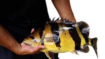 Ukuran ikan tiger fish dewasa dibandingkan dengan tangan manusia (Foto: iStockphoto)