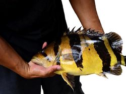 Melihat Lebih Dekat Tiger Fish yang Fenomenal