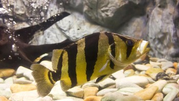 Ikan ini merupakan ikan konsumsi namun juga bisa dipotensikan sebagai ikan hias akuarium dilihat dari pola warnanya tadi. Cenderung menjadi mahal apabila dijual menjadi ikan hias dikarenakan dijual berdasarkan ukuran, ucap Gema. (Foto: iStockphoto)