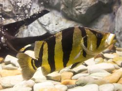 Melihat Lebih Dekat Tiger Fish yang Fenomenal