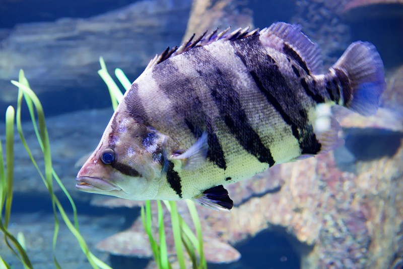 tigerfish