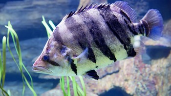Selain di Muba, tiger fish ini juga terdapat di daerah Kalimantan Barat dan dikenal dengan nama ikan ringau.  (Foto: iStockphoto)