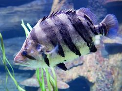 Melihat Lebih Dekat Tiger Fish yang Fenomenal