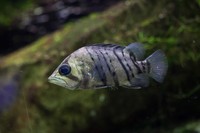 tigerfish