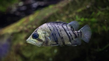 Anak ikan tiger fish yang polanya masih samar (Foto: iStockphoto)