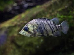 Melihat Lebih Dekat Tiger Fish yang Fenomenal