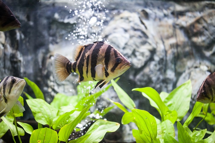 tigerfish