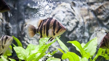 Ikan tiger fish di akuarium, ukurannya rata-rata setelapak tangan (Foto: iStockphoto)