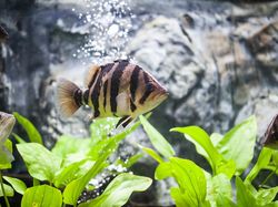 Melihat Lebih Dekat Tiger Fish yang Fenomenal
