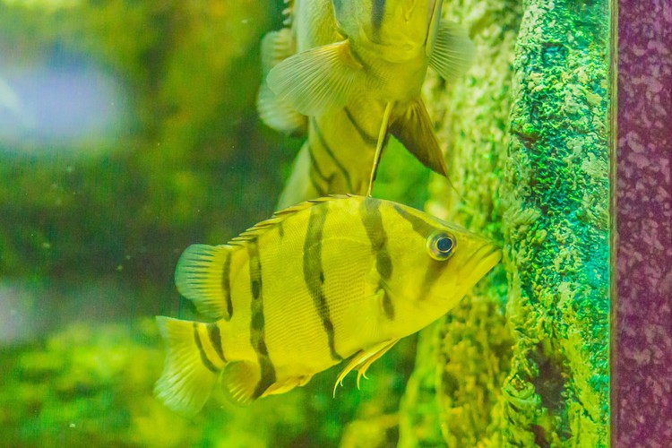 tigerfish