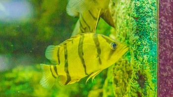 Siapa ya yang berani beli ikan ini sampai Rp 25 juta? (Foto: iStockphoto)