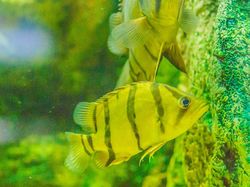 Melihat Lebih Dekat Tiger Fish yang Fenomenal