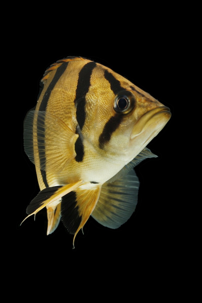 tigerfish
