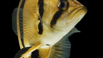 Peneliti ikan Pusat Penelitian Biologi LIPI, Gema Wahyudewantoro, mengatakan ikan yang diburu warga tersebut punya nama latin Datnioides microlepis. (Foto: iStockphoto)