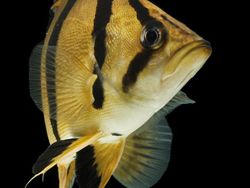 Melihat Lebih Dekat Tiger Fish yang Fenomenal