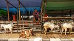 Trotoar Tanah Abang Jadi Tempat Jualan Hewan Kurban