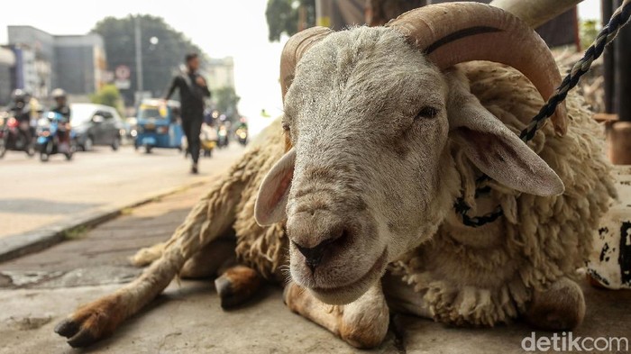 Jelang Idul Adha, pedagang hewan kurban mulai bermunculan di Jakarta, Selasa (28/7/2020). Namun sebagian dari mereka menjadikan trotoar sebagai tempat untuk menjual hewan kurban.