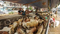 Meski di tengah pandemi, mereka berharap penjualan tetap lancar seperti Idul Adha sebelumnya.