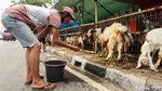 Trotoar Tanah Abang Jadi Tempat Jualan Hewan Kurban