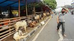 Trotoar Tanah Abang Jadi Tempat Jualan Hewan Kurban
