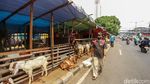 Trotoar Tanah Abang Jadi Tempat Jualan Hewan Kurban
